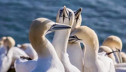 FB体育中国-【线上投票选择最喜欢的球员】粉丝助阵年度MVP，线上投票活动方案策划