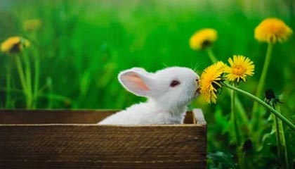 FB体育中国-【线上投票选择最喜欢的球员】粉丝助阵年度MVP，线上投票活动方案策划