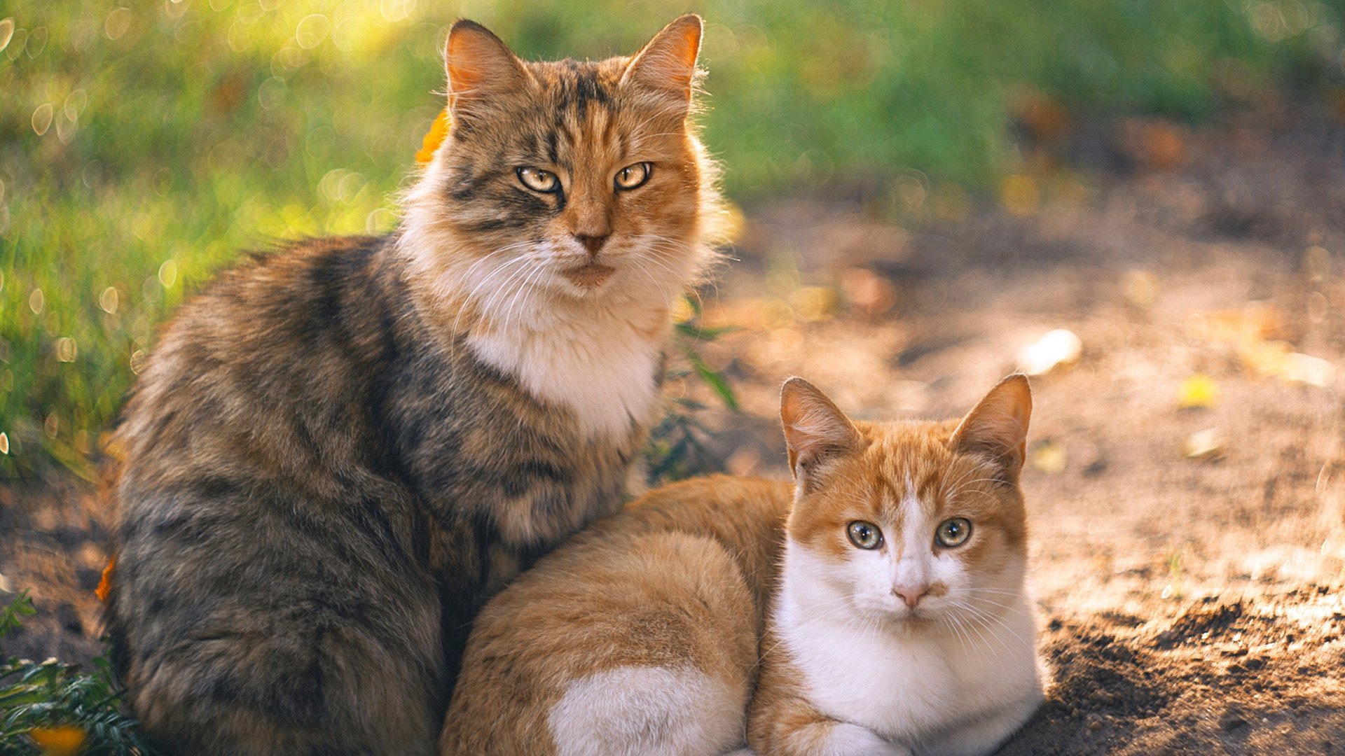 射手关键进球助力球队取胜,射手在篮球比赛中叫什么