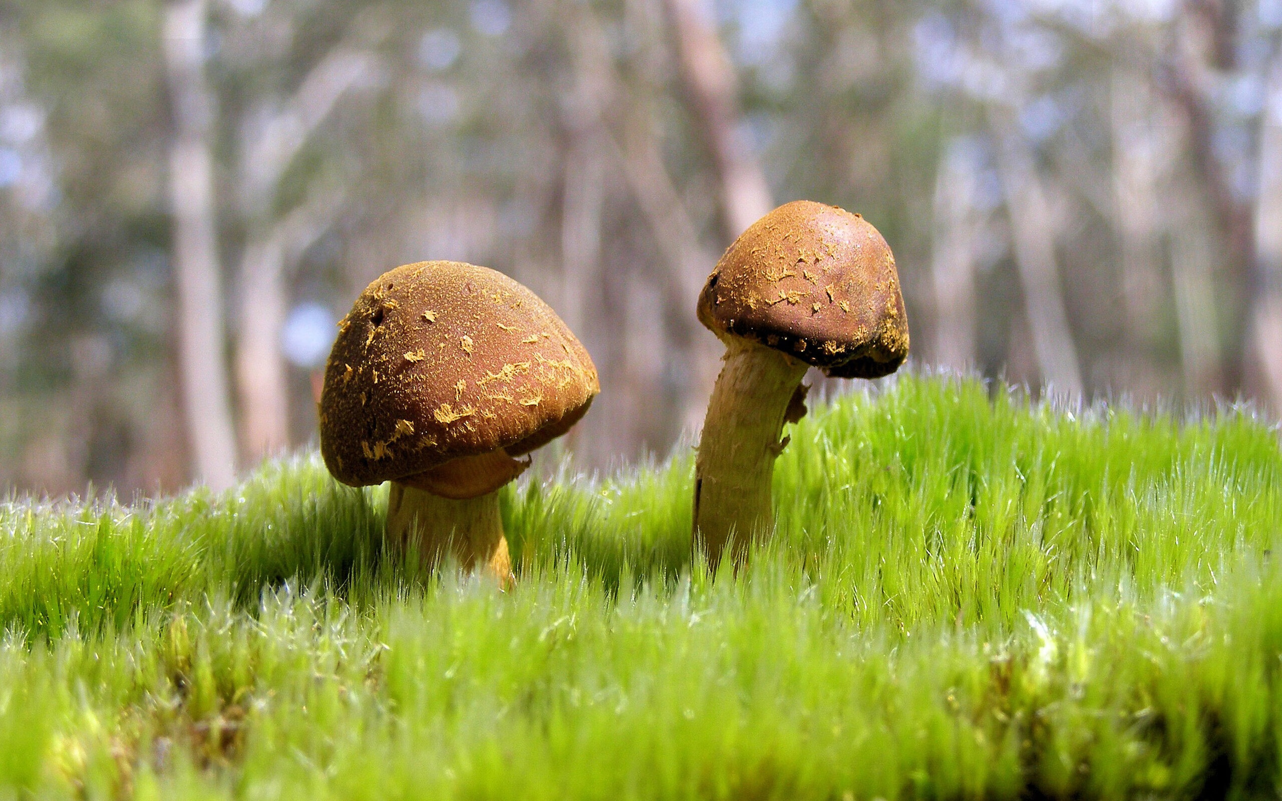 fb体育在线官网-巴萨在西班牙超级杯决赛中4-1战胜皇马，夺得冠军，西甲争冠形势_巴萨7连胜可夺冠 皇马看运气