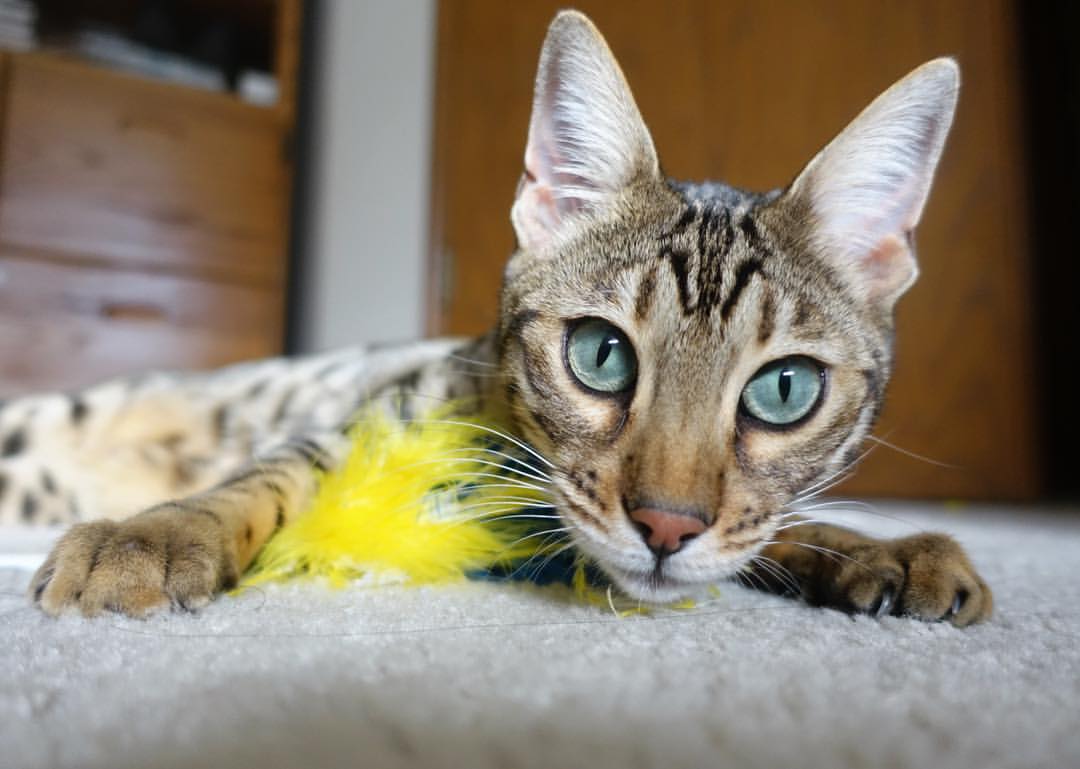 fb体育网址-日本男足爆冷晋级！，日本男足比赛