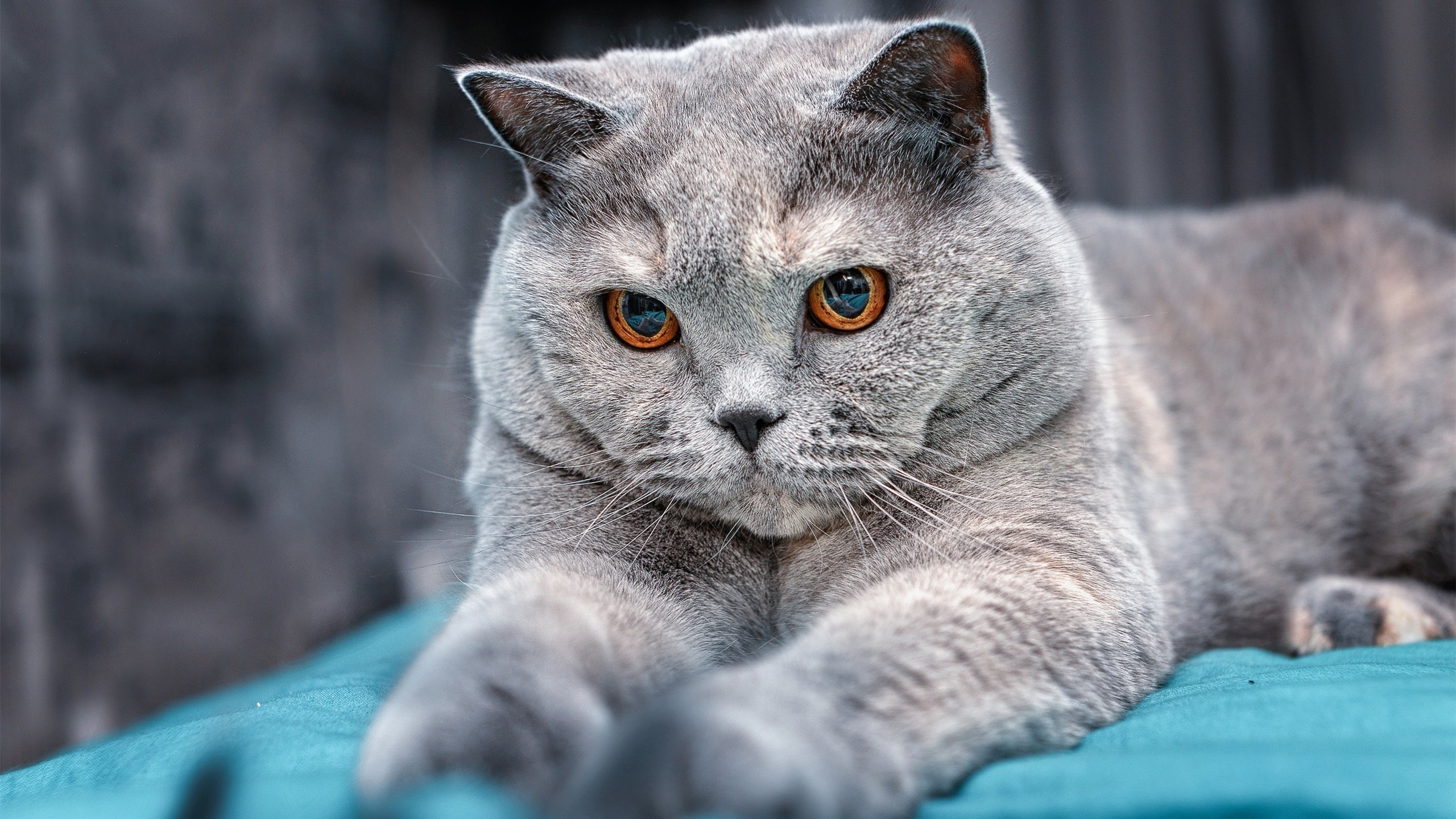 中国俱乐部冲击世俱杯:希望发出强烈信号,中国俱乐部参加世俱杯