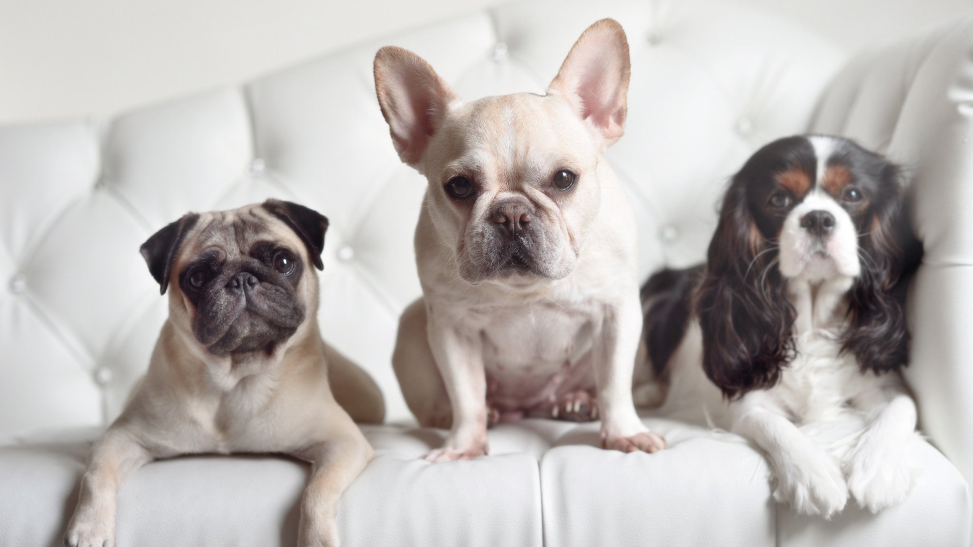 西甲裁判语义分析在判罚一致性中的应用效果,西甲裁判数据