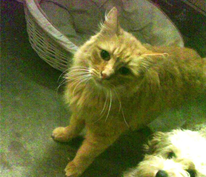 2024年国际乒联混合团体世界杯:瑞典队如何脱颖而出,瑞典世界乒乓球赛