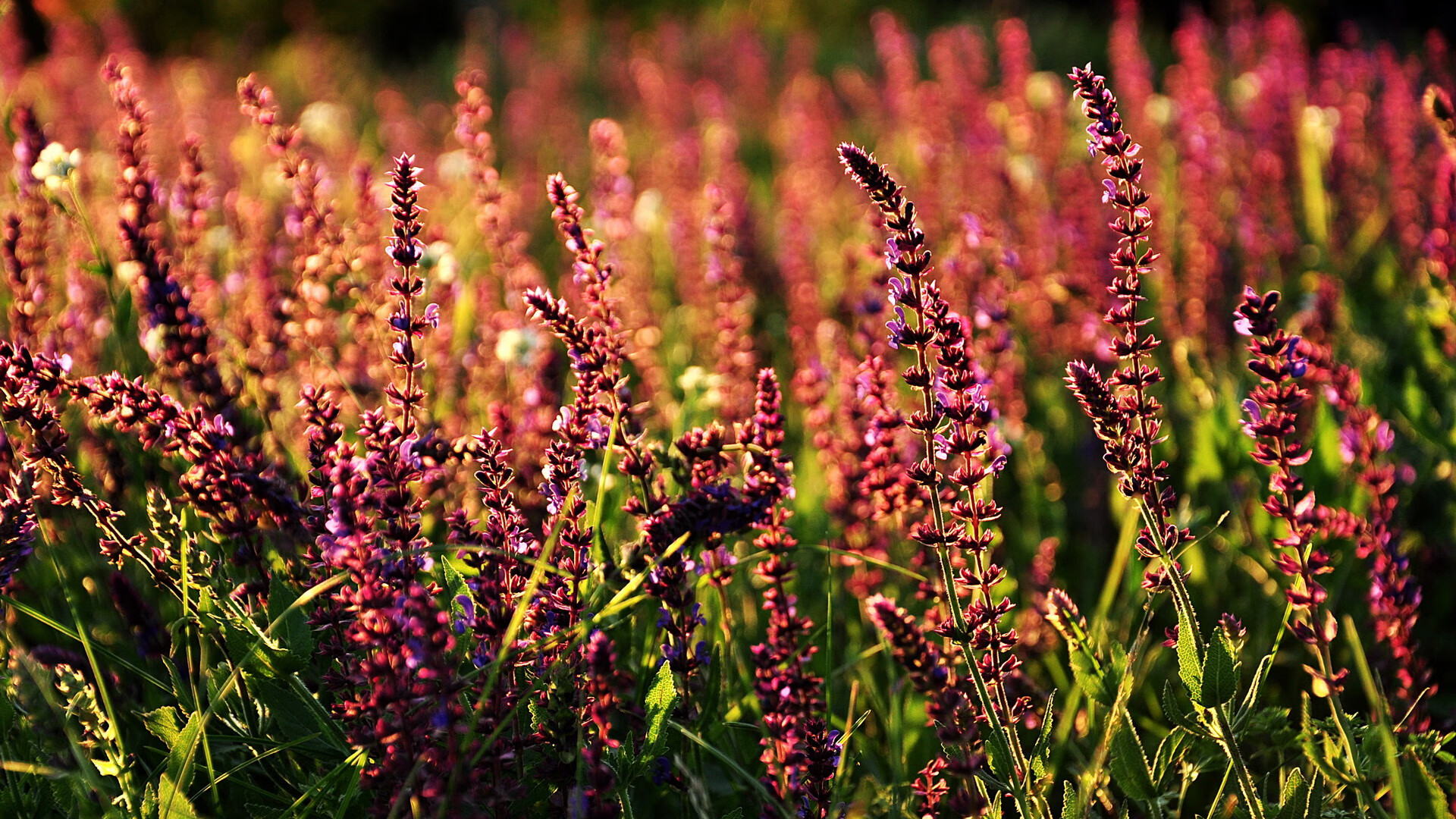 FB体育官网-WCBA季后赛广东女篮力克四川问鼎冠军，广东女篮比赛视频