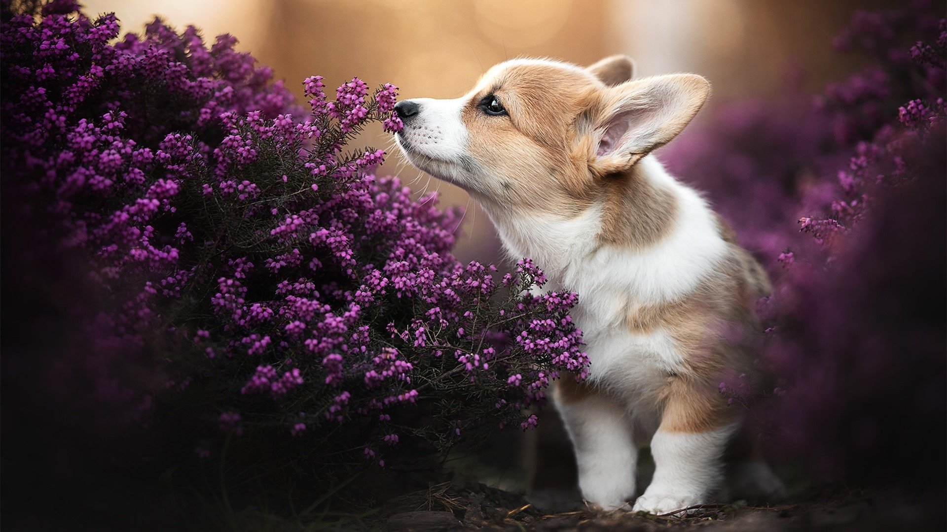 全民健身活动参与度提升,全民健身活动普及